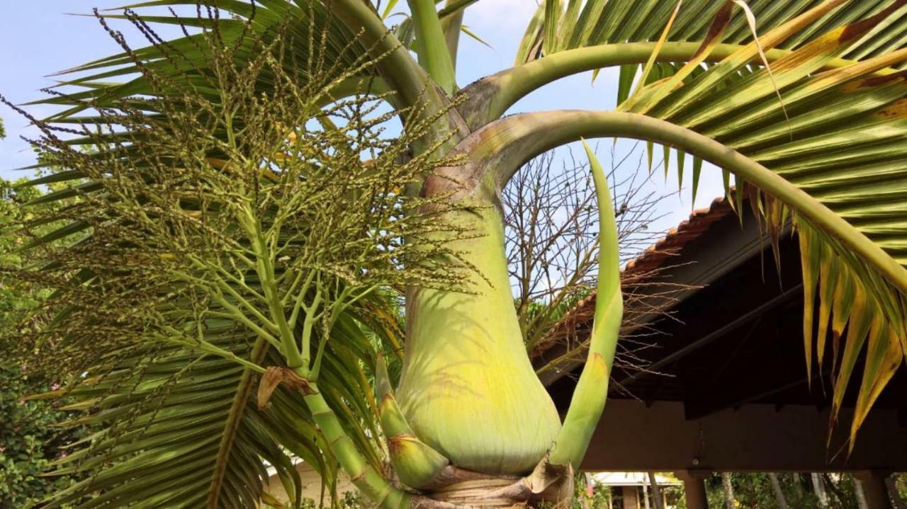 Tropical Villas Negombo Esterno foto